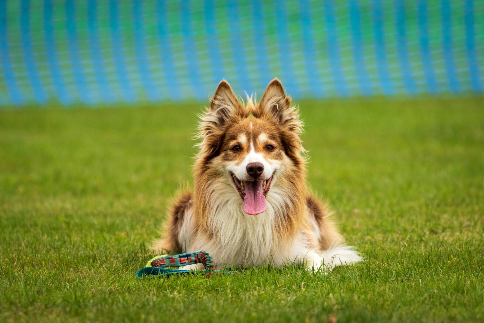 A brown and white dog laying on top of a lush green field